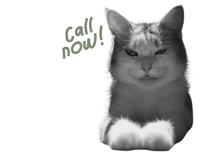 Kot z laptopem - Google Ads