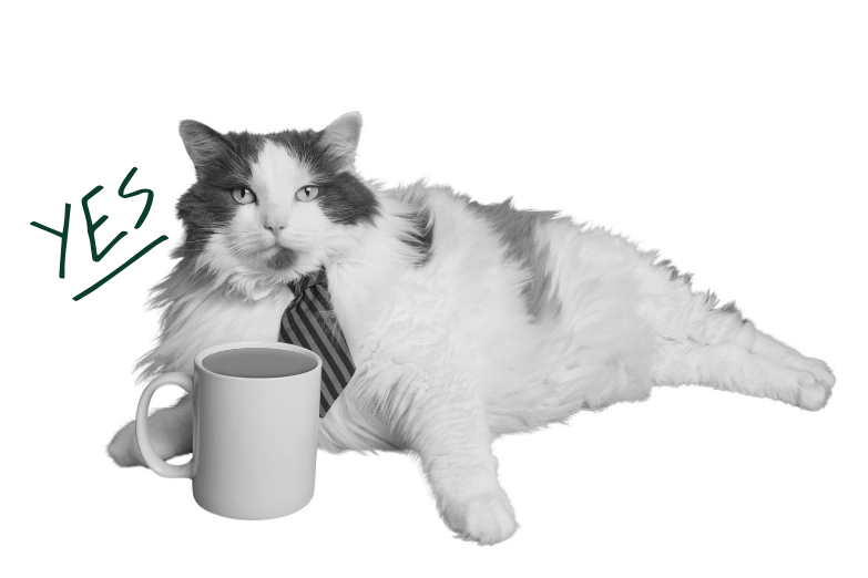 Kot - O nas crafteo.digital